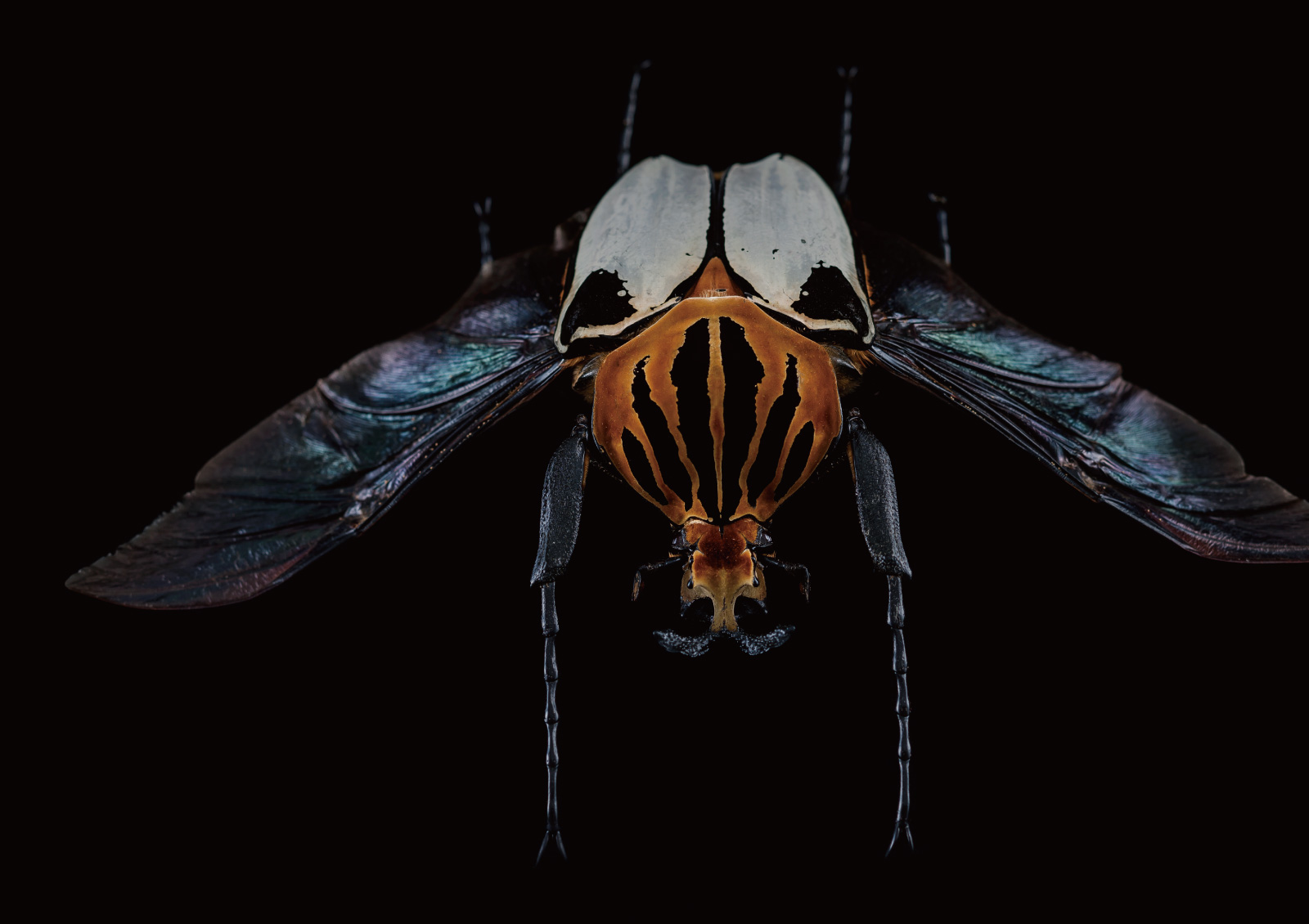 カタモンゴライアス（Goliathus casicus）- デザインのある光景 No.6