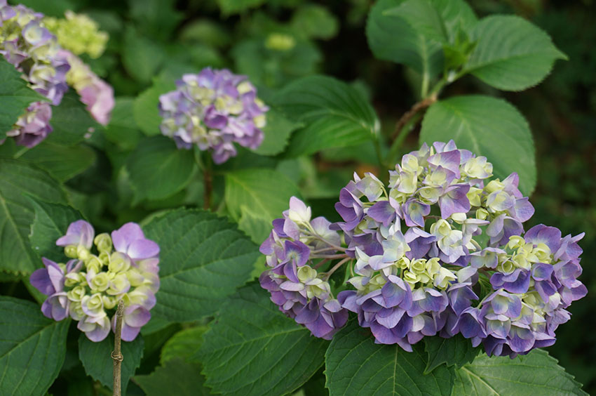 Top 5 Hydrangea Spots in Kamakura: Temples, Trails, and a Tranquil