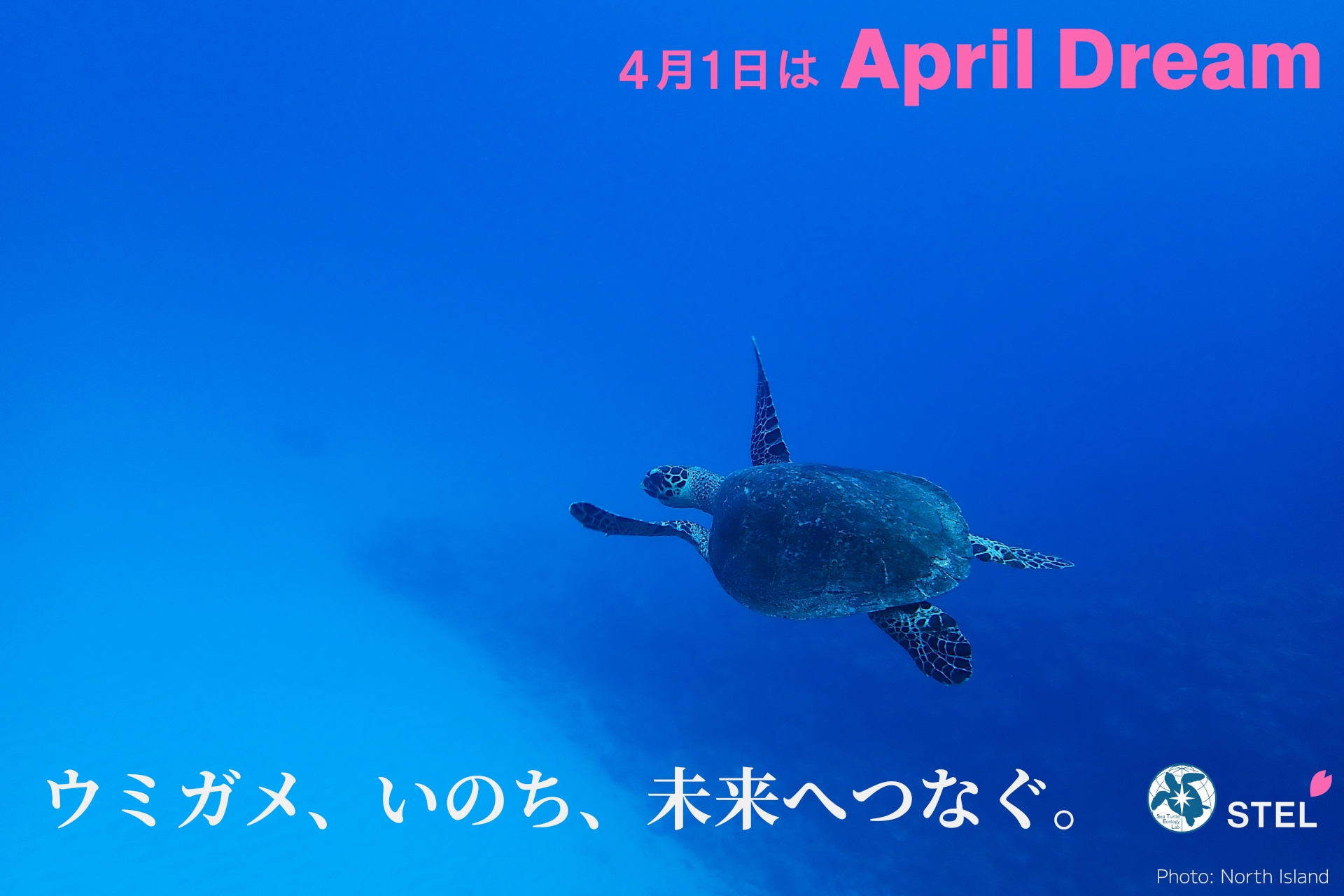 4月1日はApril Dream「ウミガメ、いのち、未来へつなぐ」 - Sea Turtle