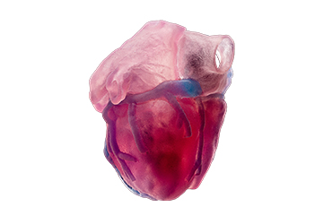 3D Printing Solutions for Medical Innovation