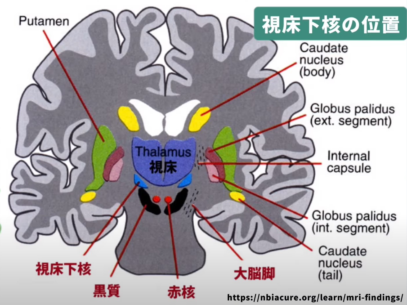 2025年版】視床下核の役割と場所は？パーキンソン病における脳深部刺激