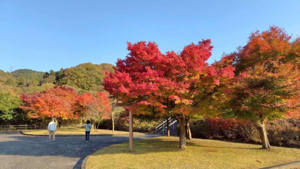やまなみ五湖紅葉情報2025 丹沢湖 宮ヶ瀬湖 津久井湖 相模湖 | 丹沢湖