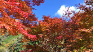 やまなみ五湖紅葉情報2025 丹沢湖 宮ヶ瀬湖 津久井湖 相模湖 | 丹沢湖