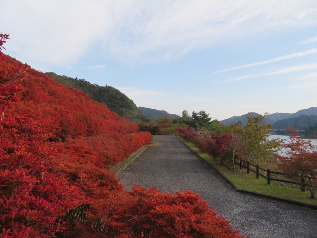 やまなみ五湖紅葉情報2025 丹沢湖 宮ヶ瀬湖 津久井湖 相模湖 | 丹沢湖