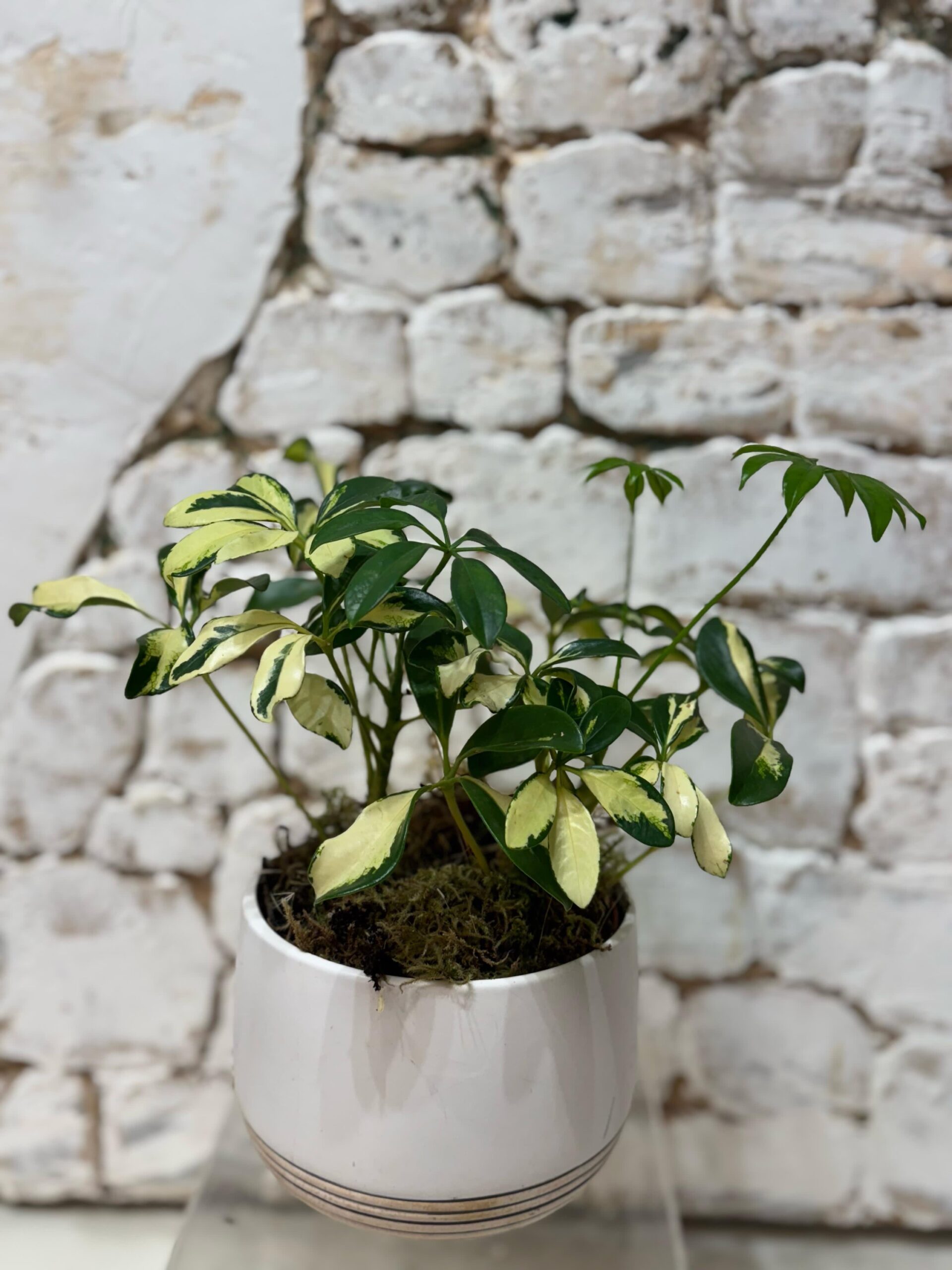 7” Potted Umbrella Tree – Sunflower Florist