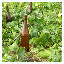 サンナホル WMローション｜スキンケア商品のご案内｜サンナホル