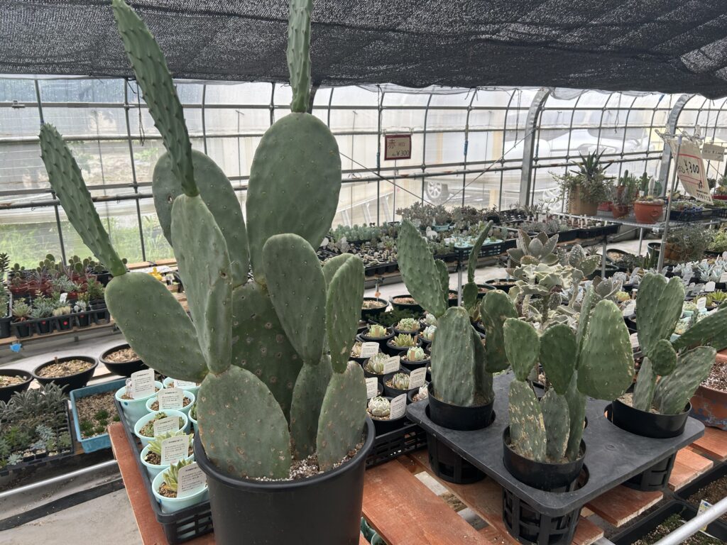 ロックガーデンに人気の植物について - 一宮市の外構・エクステリア