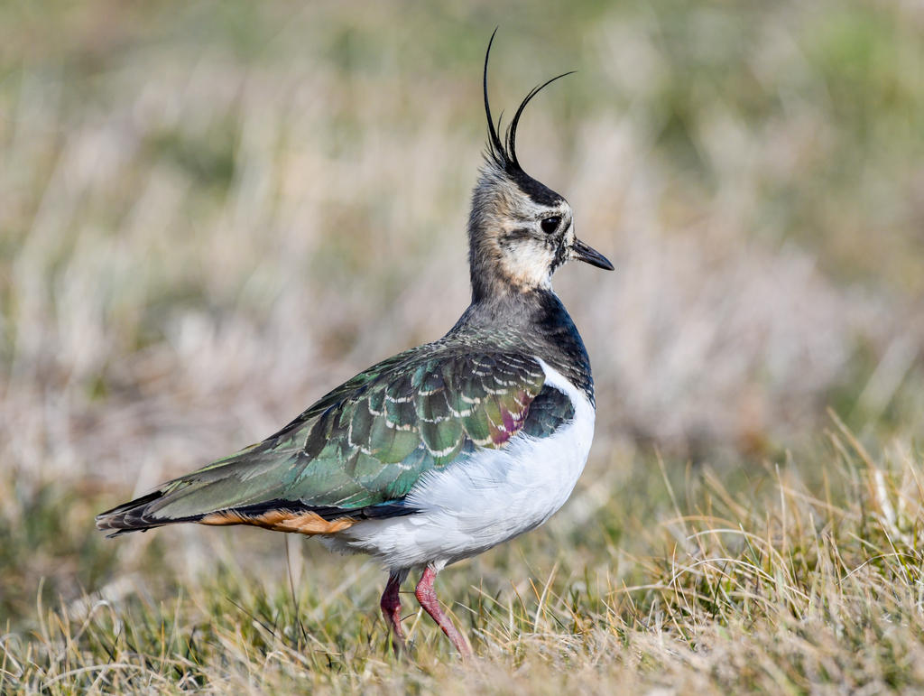 絶滅危惧の鳥類 スイスのレッドリストは世界の3倍 - SWI swissinfo.ch