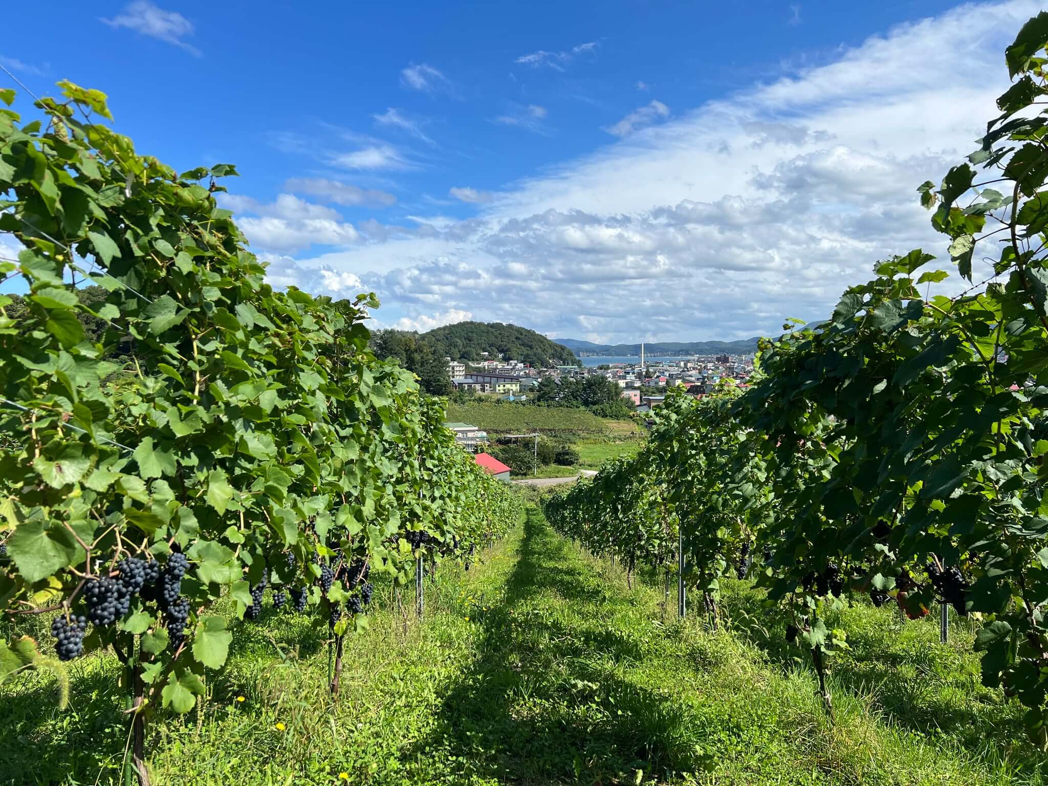 Misono Vinyard ミソノヴィンヤード / Amber Kerner アンバーケルナー