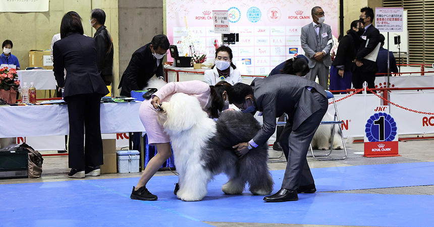 ドッグショーは胸躍る異空間！ ドッグショーの楽しみ方ガイド