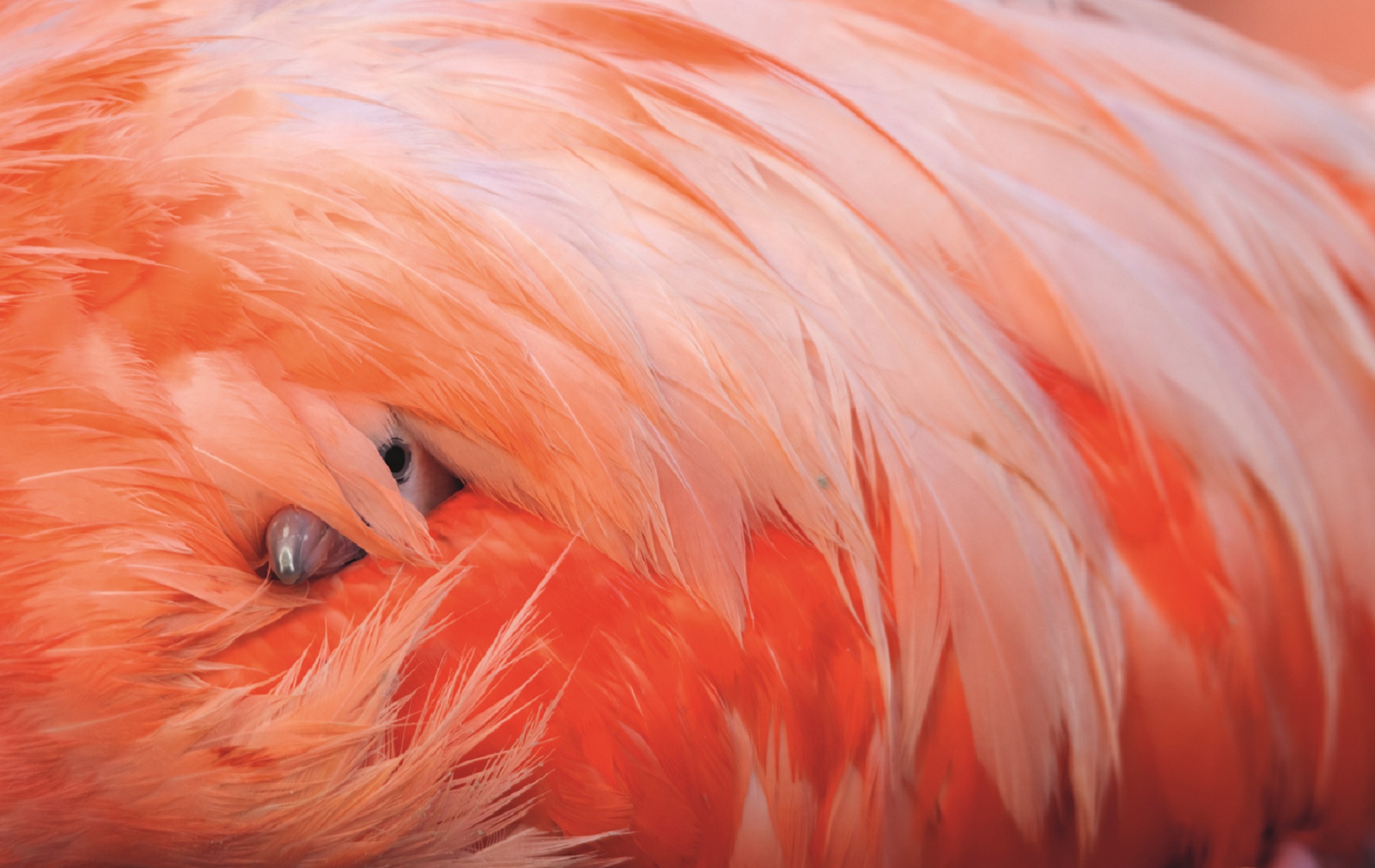 american-flamingo-chick-parent
