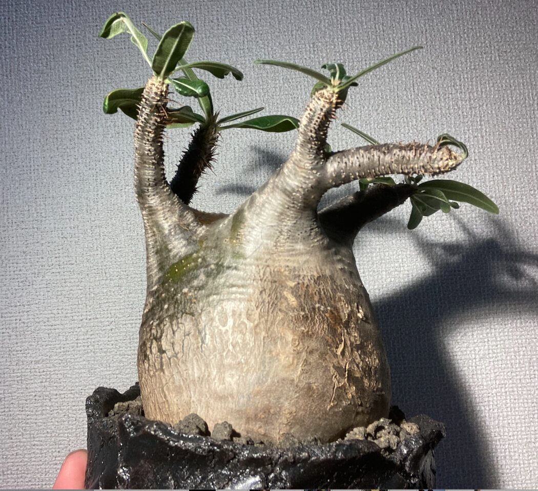 冬でも成功！】パキポディウム・グラキリスの発根管理方法｜実体験