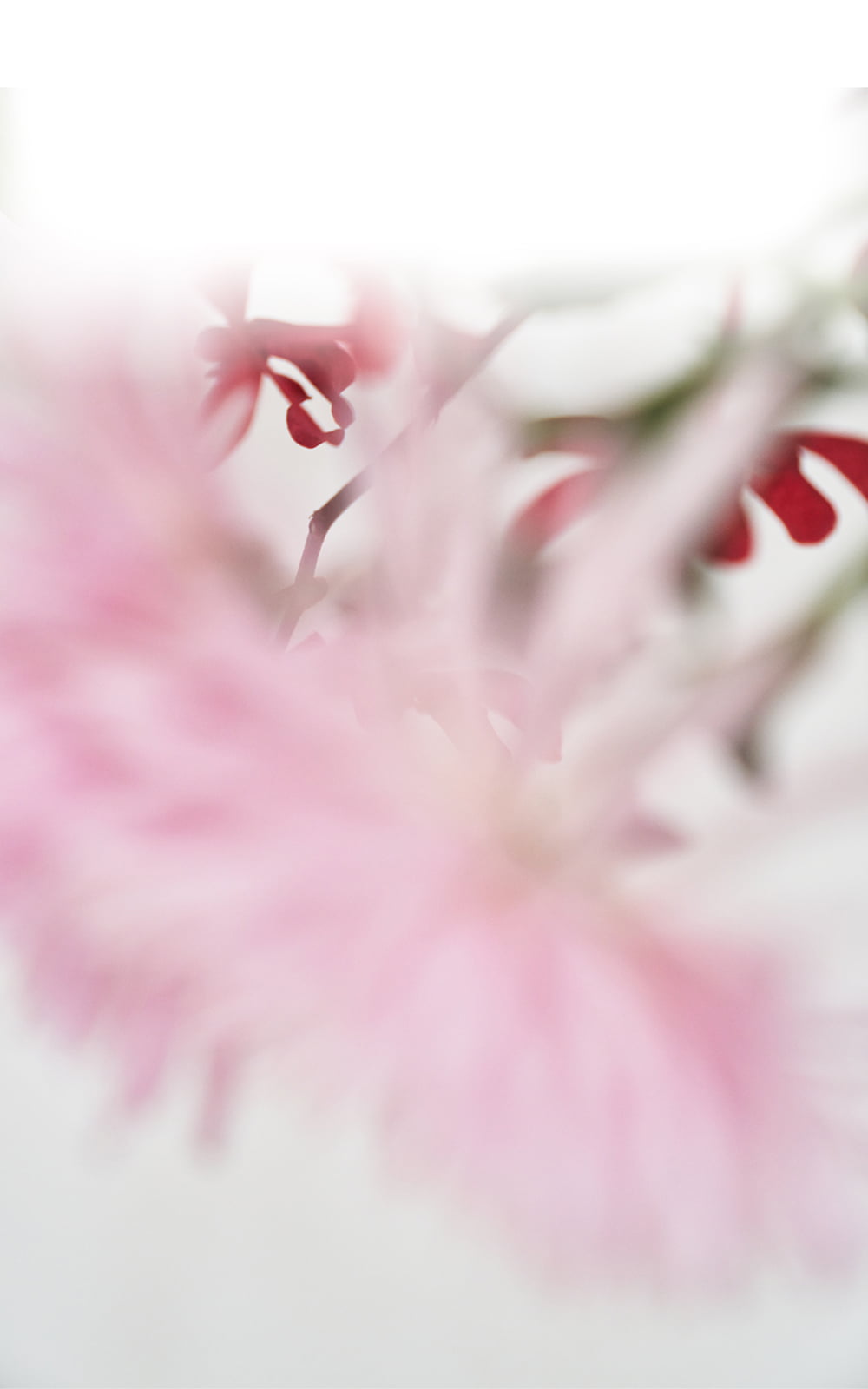 TSUBOMI -心が花咲く3WAYバッグ-｜russet (ラシット)｜パル公式通販