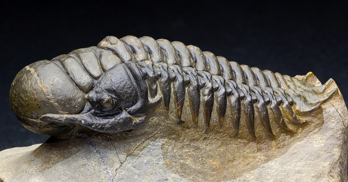 クロタロセファルスT51｜恐竜・化石グッズの専門店 ふぉっしる