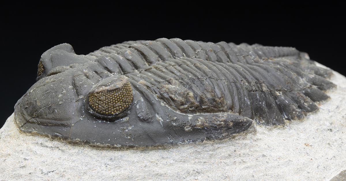 ホラドプスT30｜恐竜・化石グッズの専門店 ふぉっしる