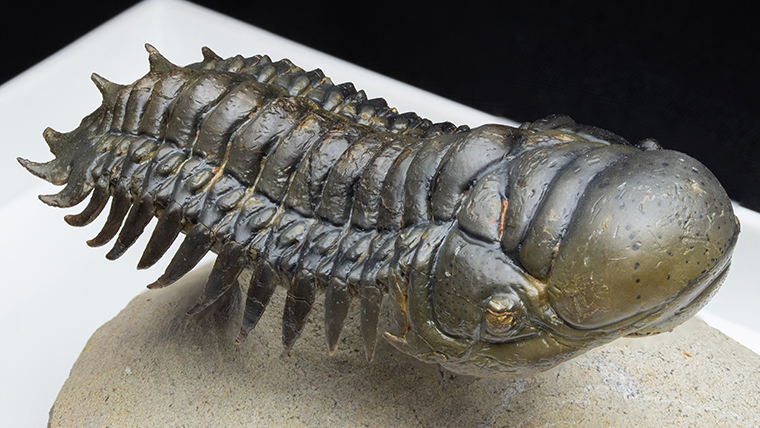 モロッコ産三葉虫｜恐竜・化石グッズの専門店 ふぉっしる