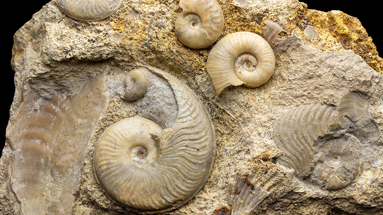 アンモナイト・オウムガイ｜恐竜・化石グッズの専門店 ふぉっしる