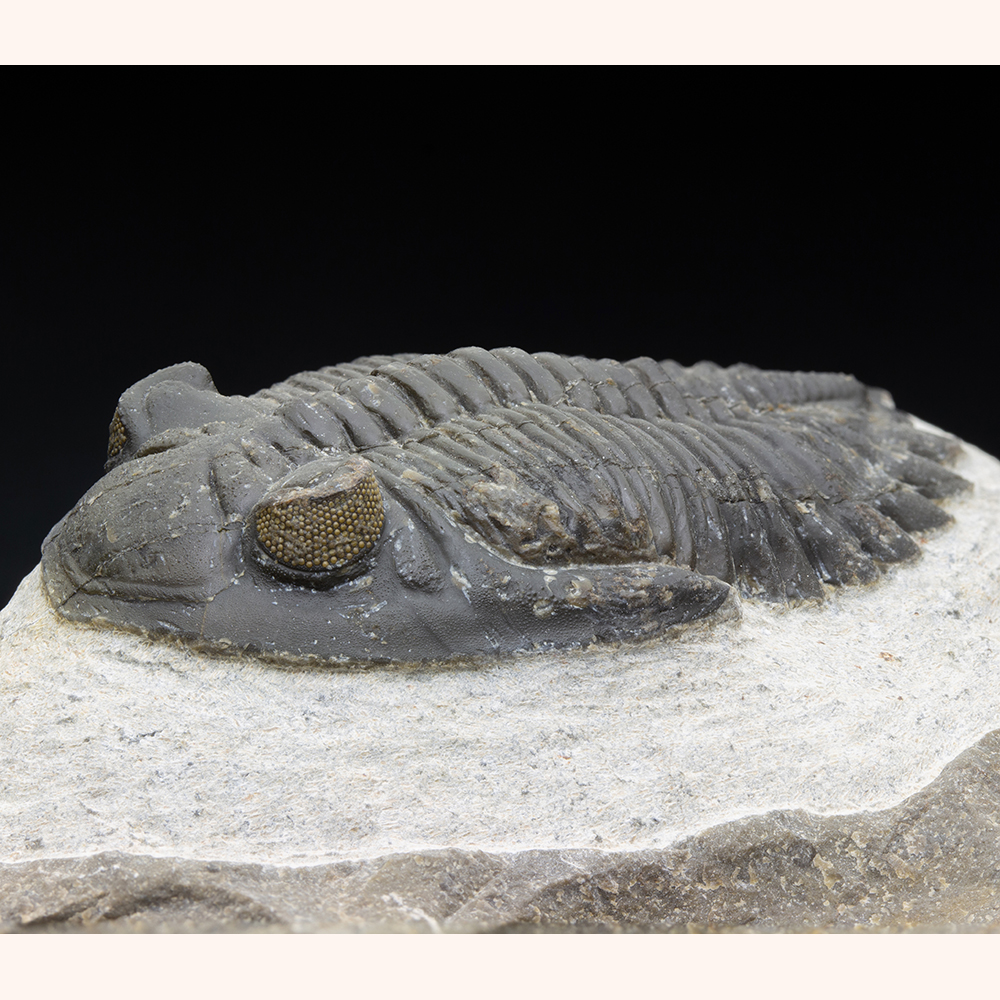 ホラドプスT30｜恐竜・化石グッズの専門店 ふぉっしる