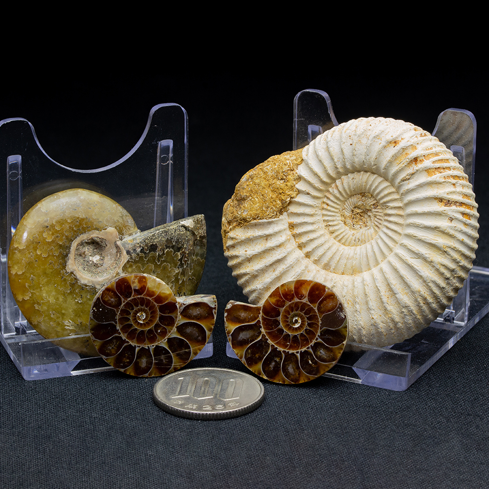 アンモナイト3個セット006｜恐竜・化石グッズの専門店 ふぉっしる