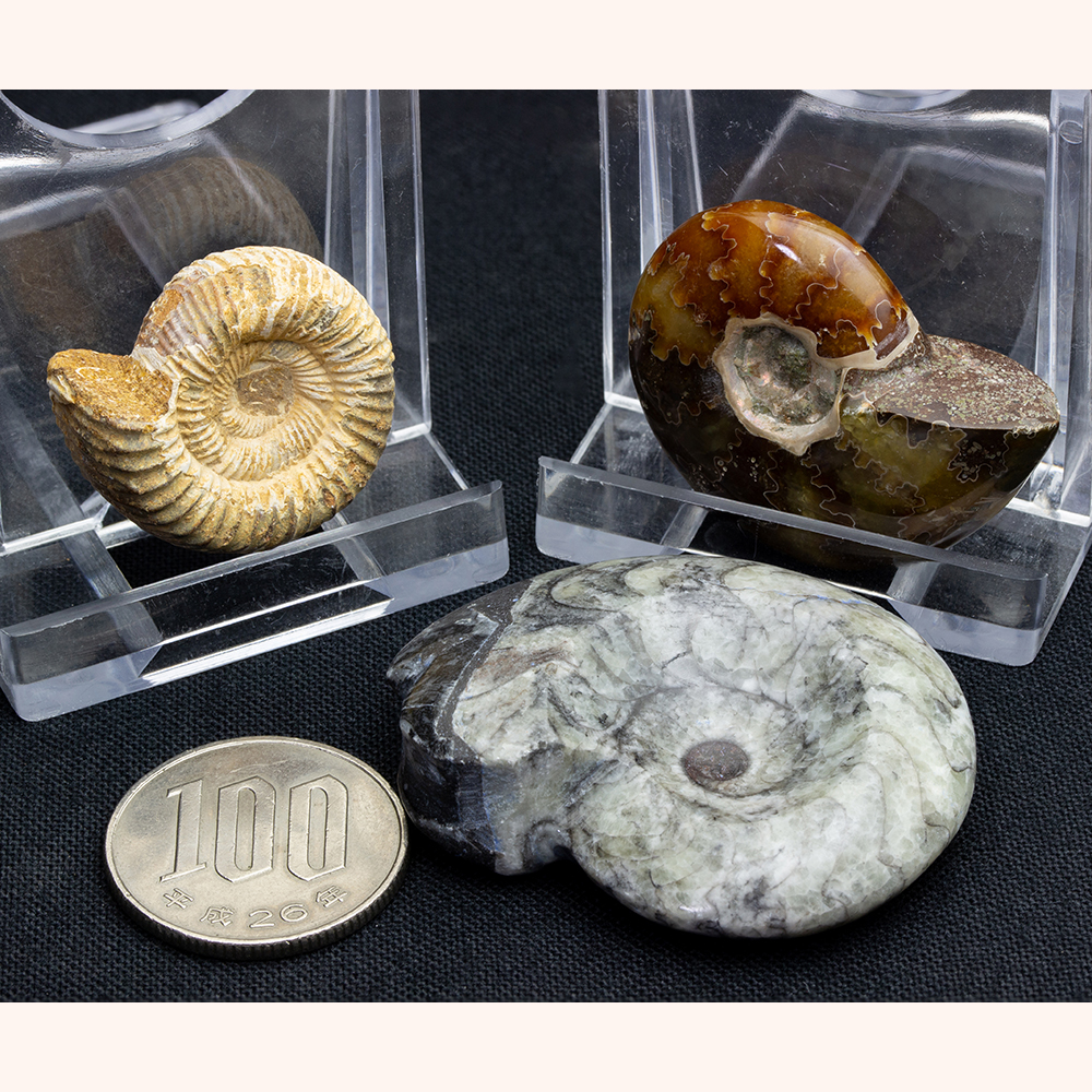 アンモナイト3個セット017｜恐竜・化石グッズの専門店 ふぉっしる