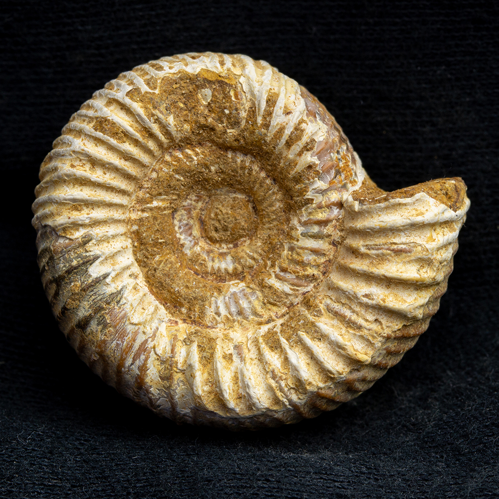 アンモナイト3個セット017｜恐竜・化石グッズの専門店 ふぉっしる