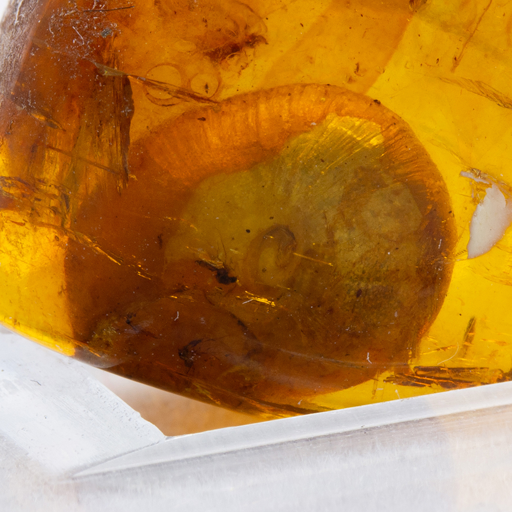 琥珀075｜恐竜・化石グッズの専門店 ふぉっしる