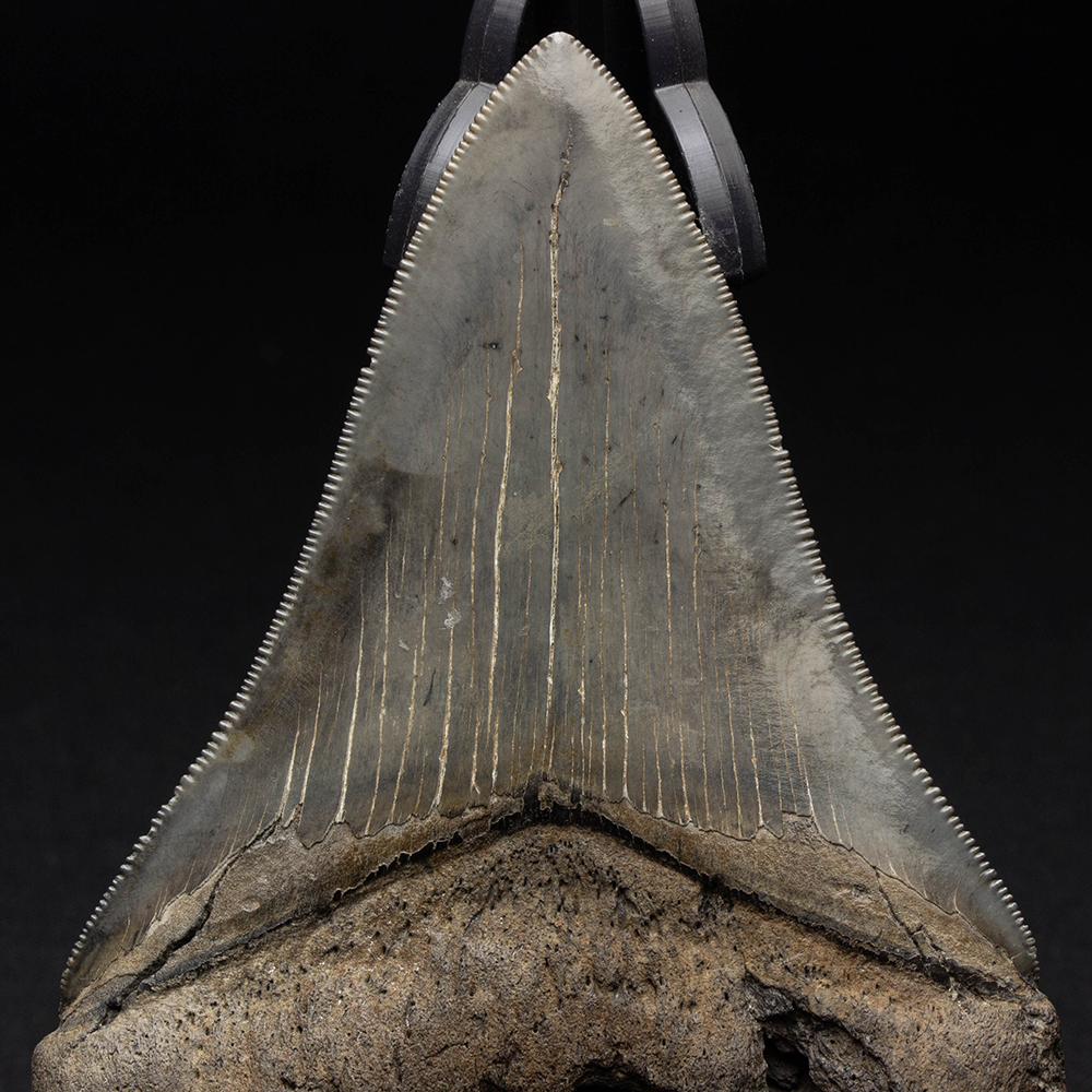 メガロドンの歯024｜恐竜・化石グッズの専門店 ふぉっしる