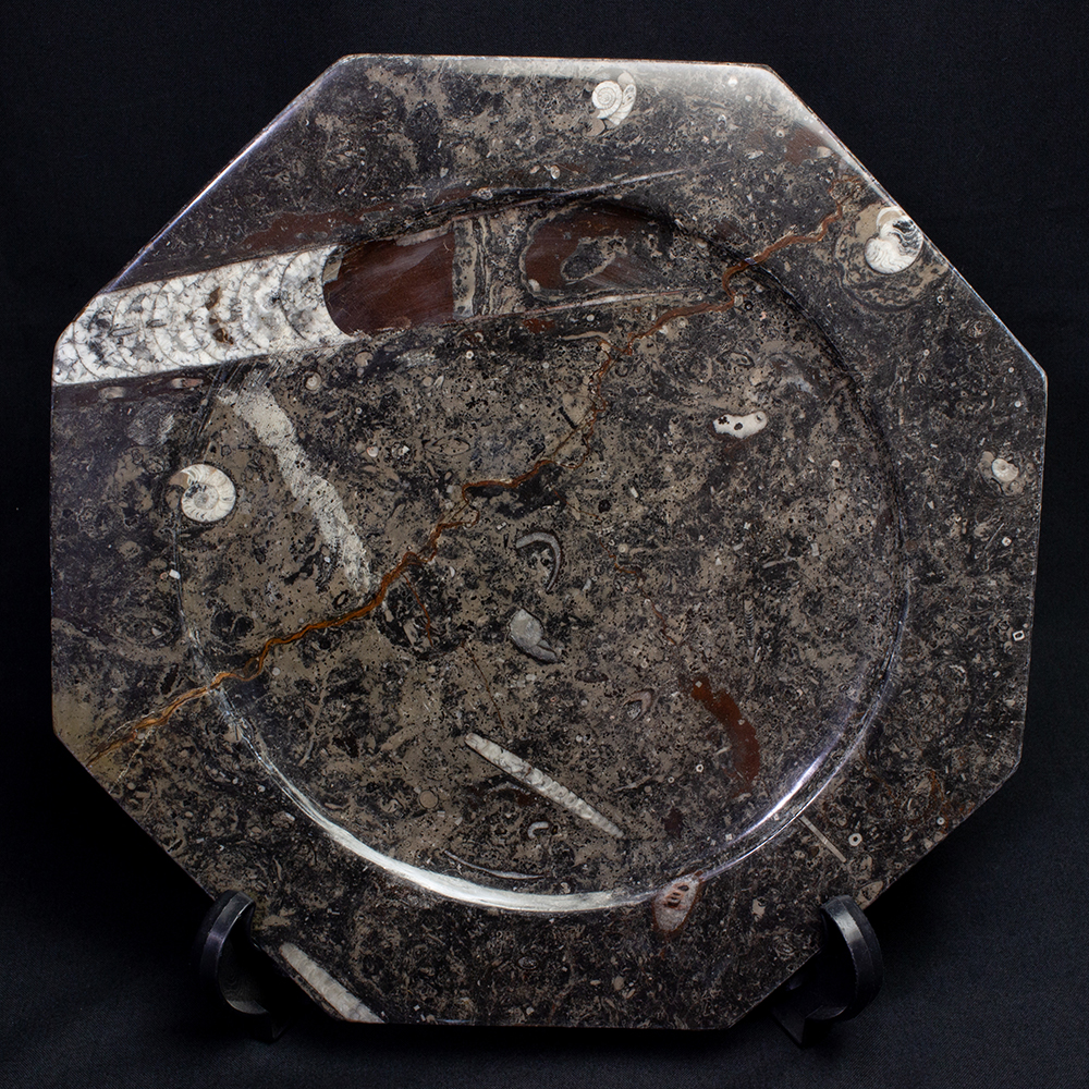 直角貝大皿006｜恐竜・化石グッズの専門店 ふぉっしる