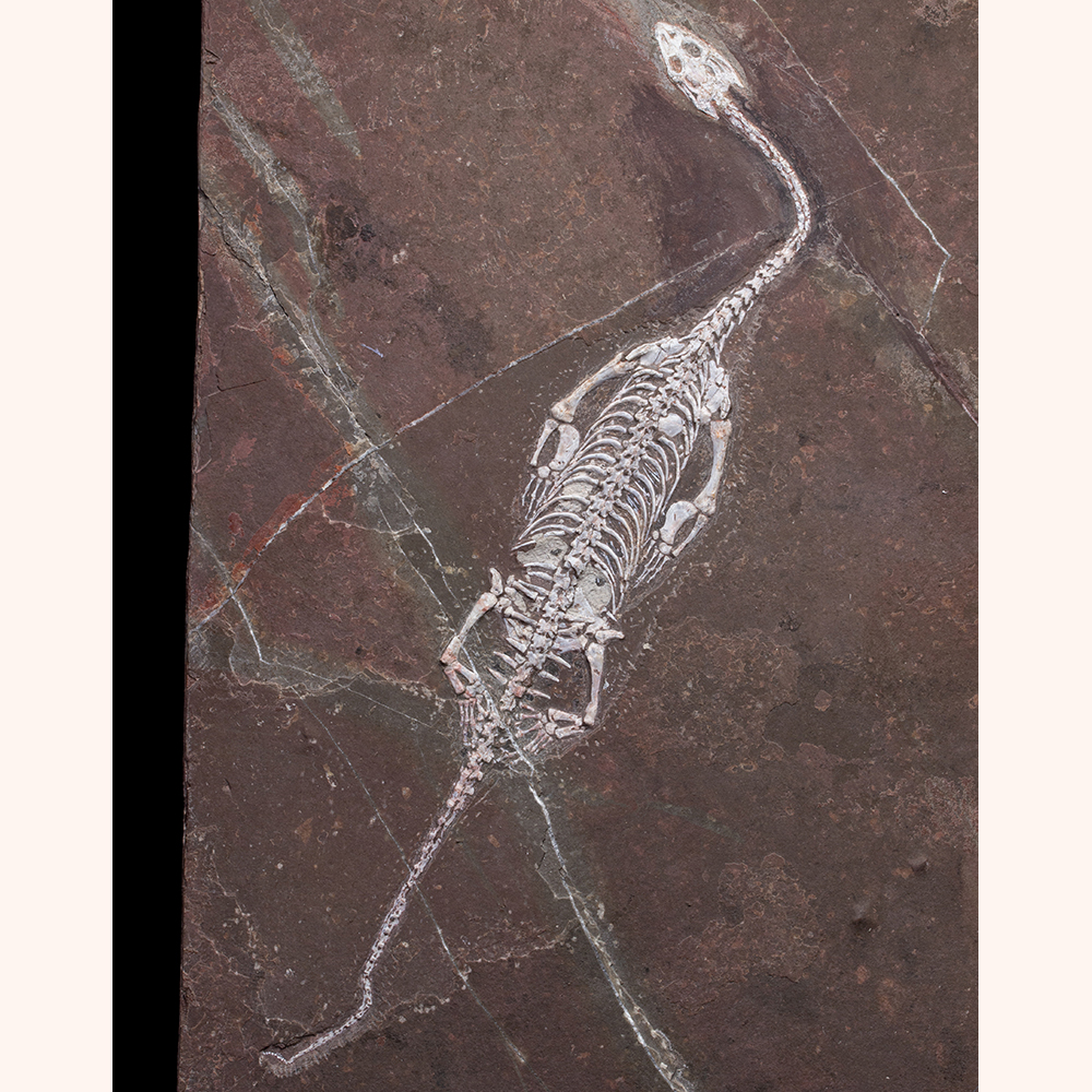 ケイチョウサウルス類001｜恐竜・化石グッズの専門店 ふぉっしる