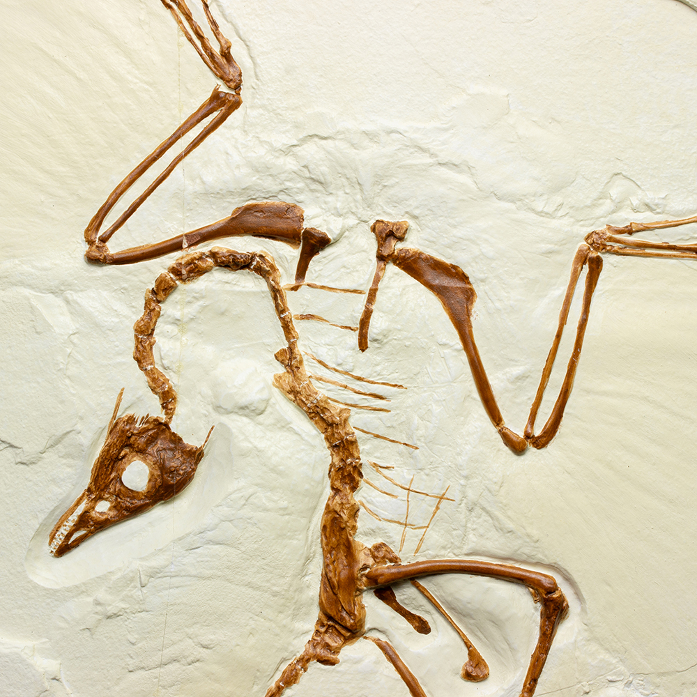 ⭐︎稀少⭐︎ アーケオプテリクス レプリカ ⭐︎稀少