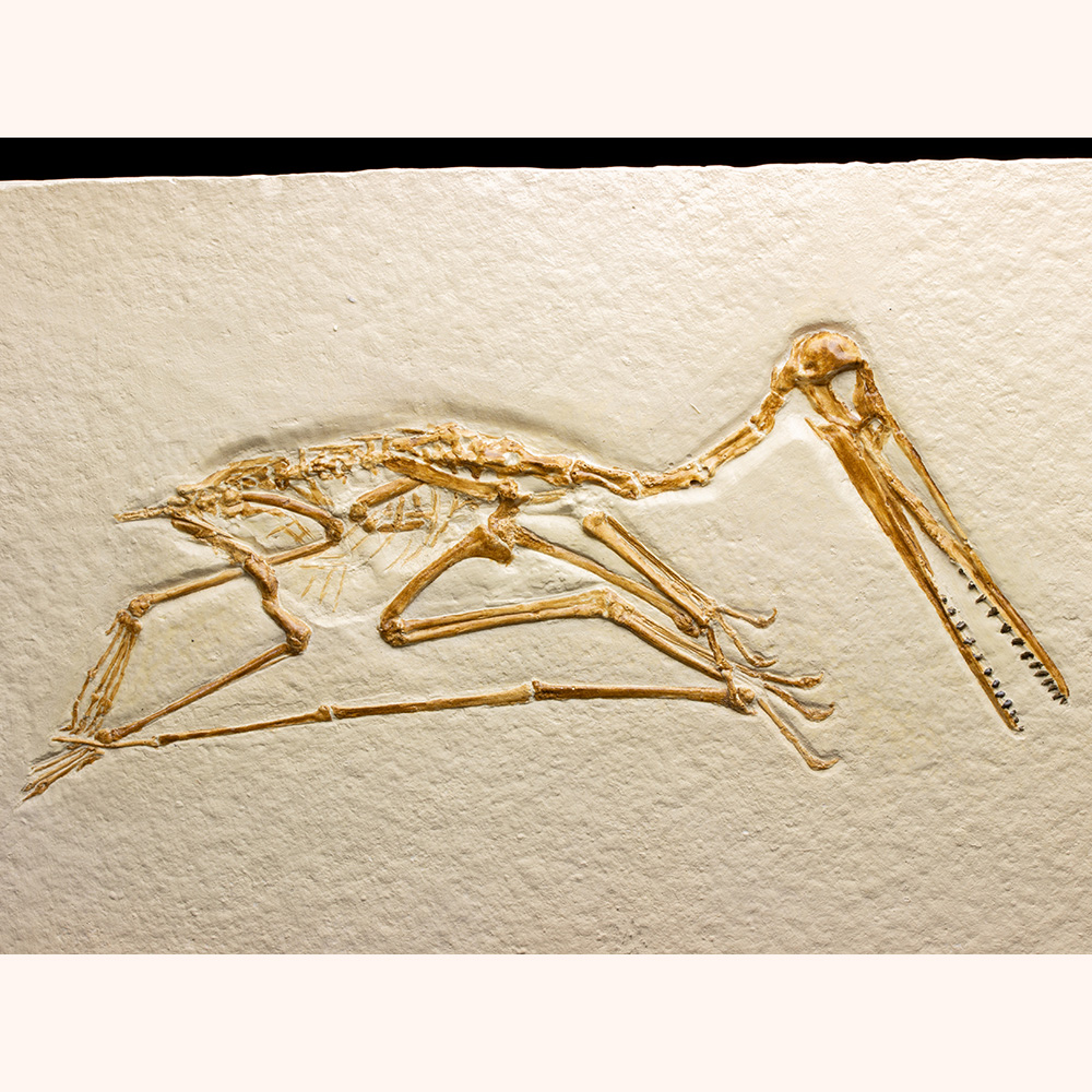 プテロダクティルスレプリカ006｜恐竜・化石グッズの専門店 ふぉっしる