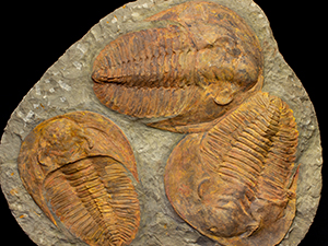 モロッコ産三葉虫｜恐竜・化石グッズの専門店 ふぉっしる