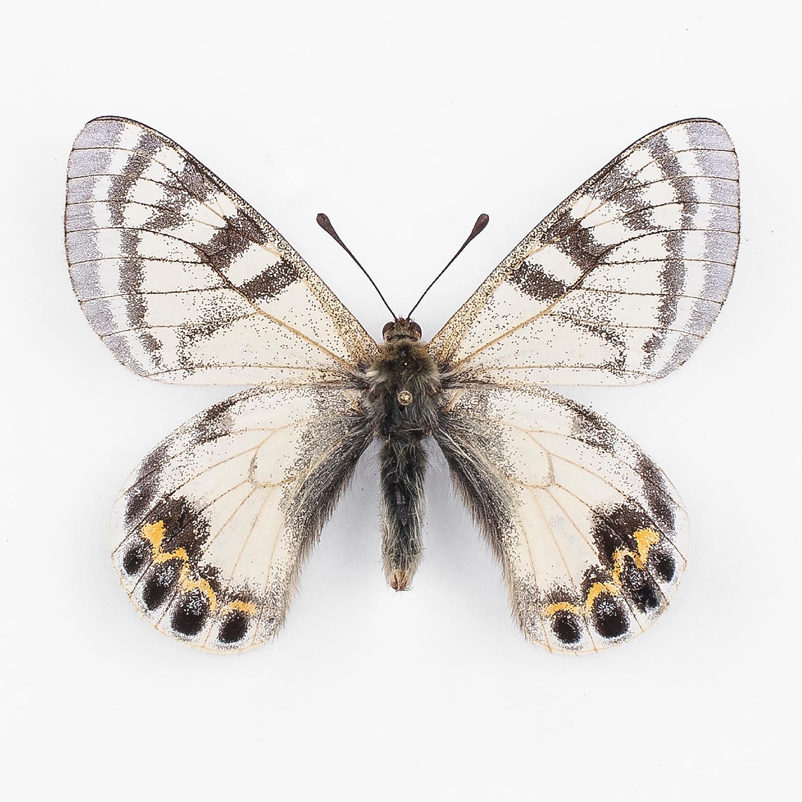 パルナシウス・アーカイブ - papilioblanc