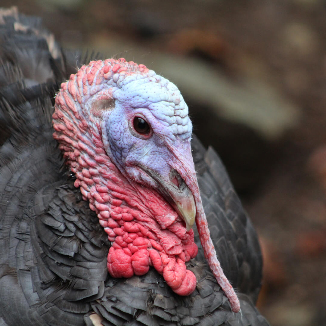 七面鳥を称える - パサドの安全な避難所