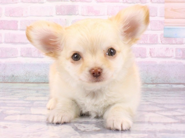 チワワ(クリーム)の子犬を価格や特徴で探す|ペットショップ探すなら