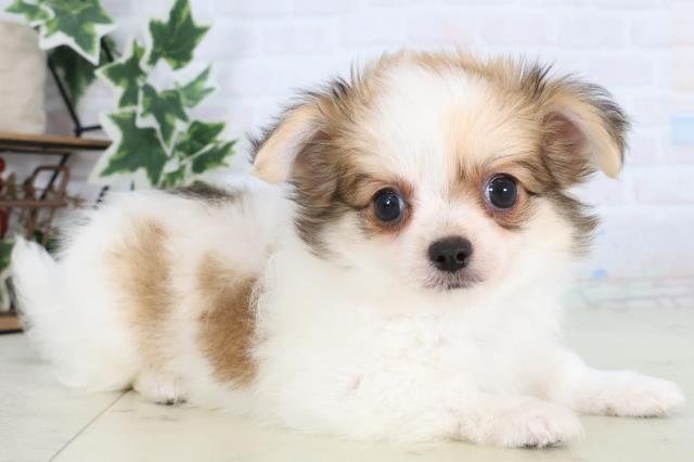 チワワ(ロング)(レッドホワイト)の子犬を価格や特徴で探す|ペット