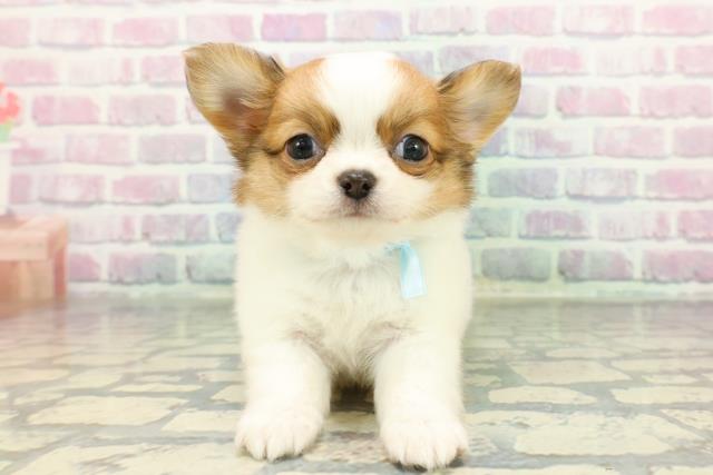 チワワ(ホワイトレッド)の子犬を価格や特徴で探す|ペットショップ探す