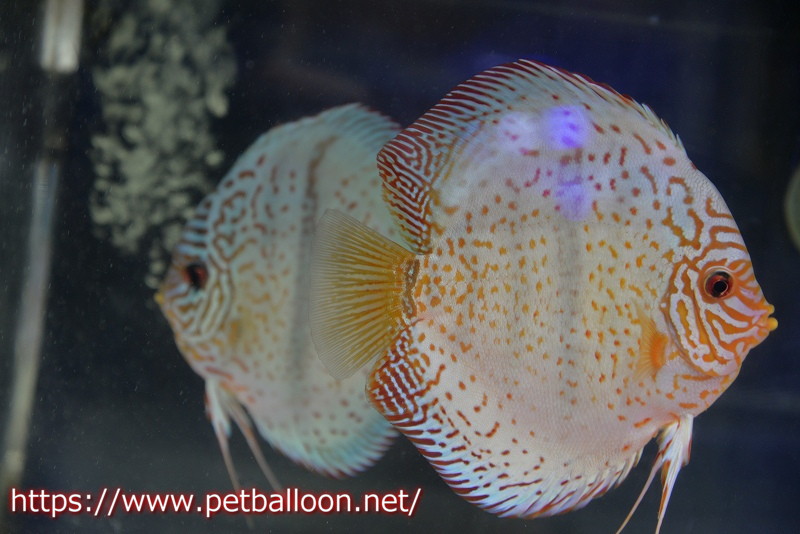 ディスカスペア祭り対象個体】【ディスカス】【通販】【産卵経験あり