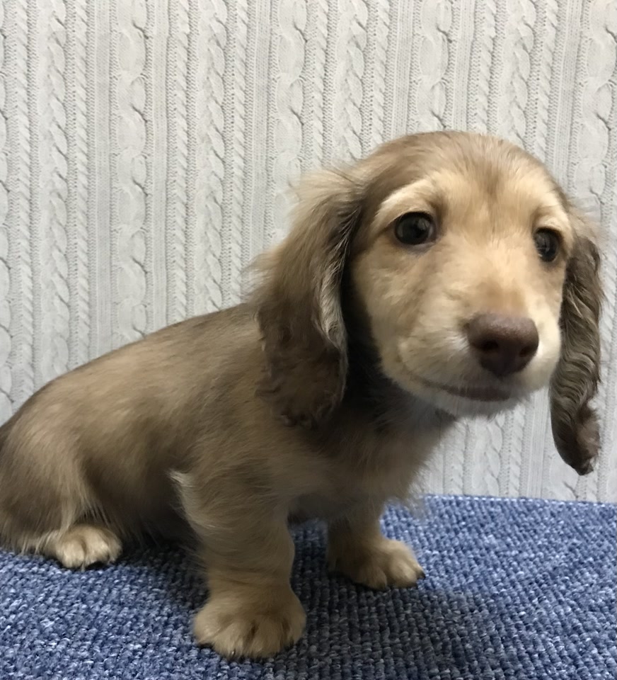 ミニチュア・ダックスフンド｜ペット検索｜ペット大好き！