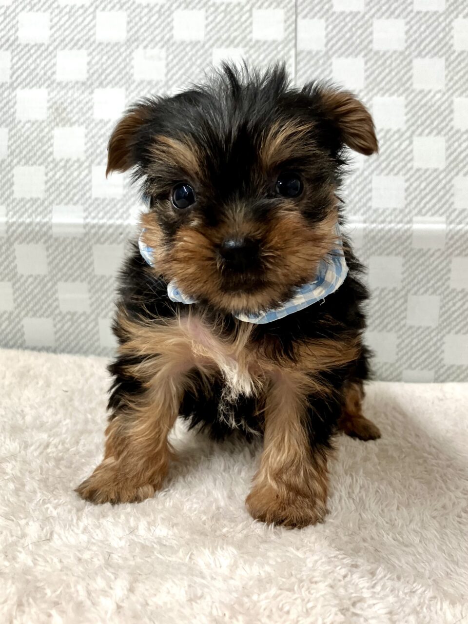 ヨークシャテリア | 子犬・子猫 | ペットサロン松山 仔犬の自家繁殖販売