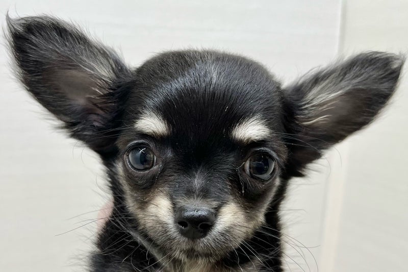 価格の安いロング・チワワ ♂ （八千代店) ブラックタン&ホワイト