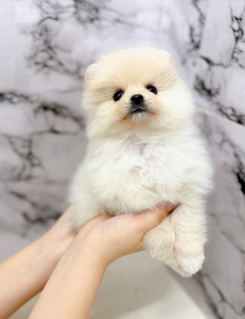 価格の安い◾️ポメラニアン♀綿毛の妖精さんかな！？ふわふわ可愛