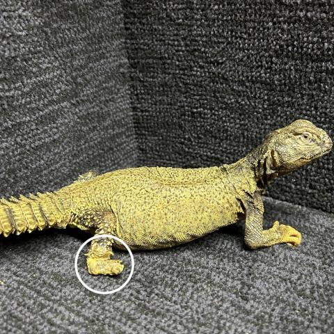 爬虫類飼育フルセットまとめ売り【引き取り限定神戸市灘区】 爬虫類