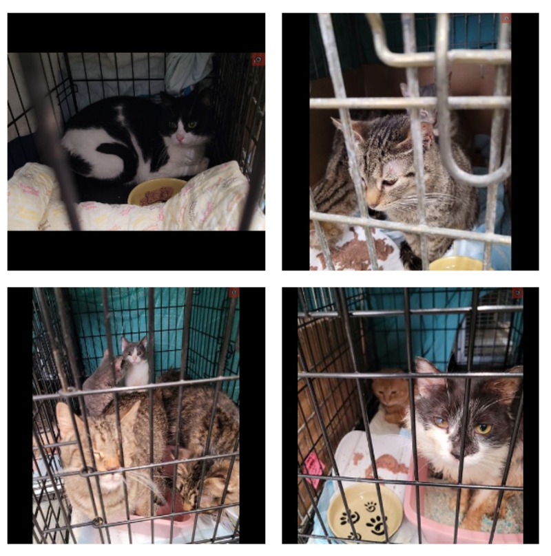 from cat st 10冊 from cat st 10冊 from cat st 10冊 Cats Tomcat