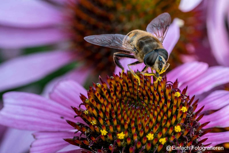 PERGEAR 60mm F2.8 MK2 2X Magnification Full-Frame Macro Lens – Pergear