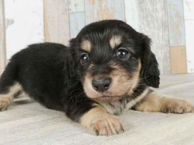 優良ブリーダーvol.63 吉澤ブリーダー│優良ブリーダー紹介│ペッツ