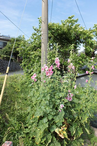 タチアオイ | 熊本大学薬学部薬用植物園 薬草データベース