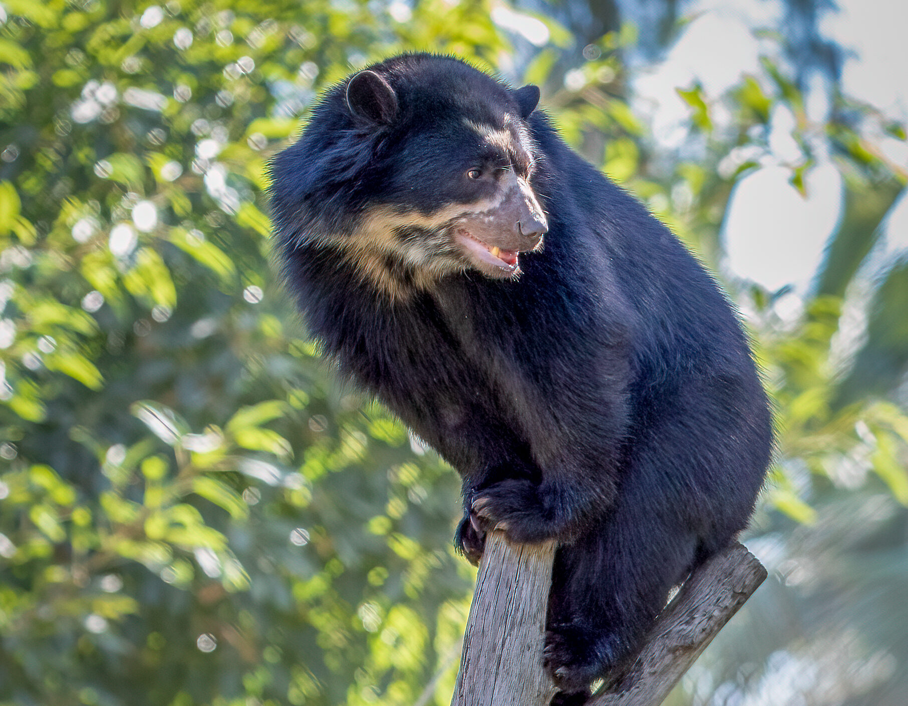 Learn About Andean Sun Bears | Phoenix Zoo