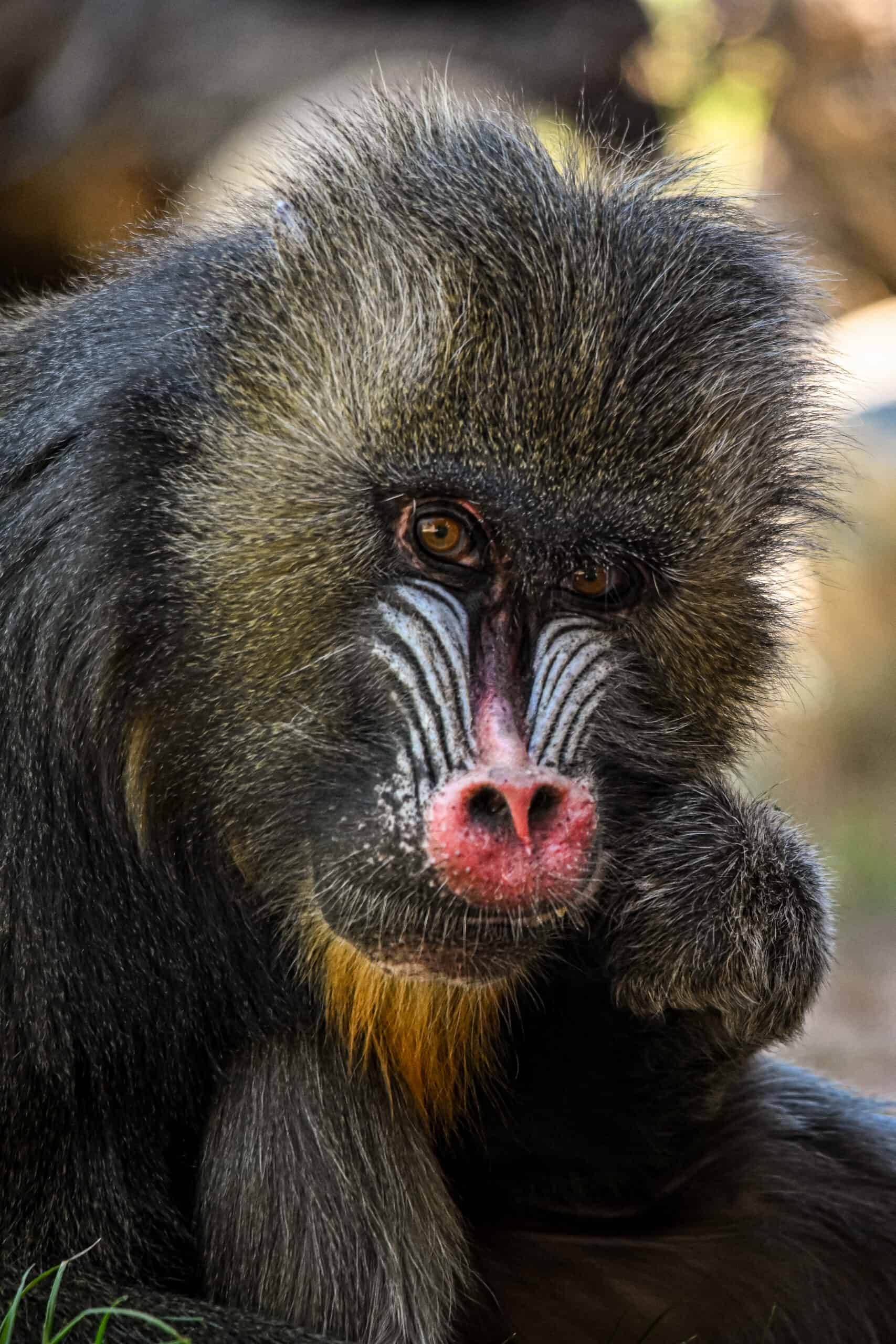 Nikki is a Guinness World Record Holder! - Phoenix Zoo