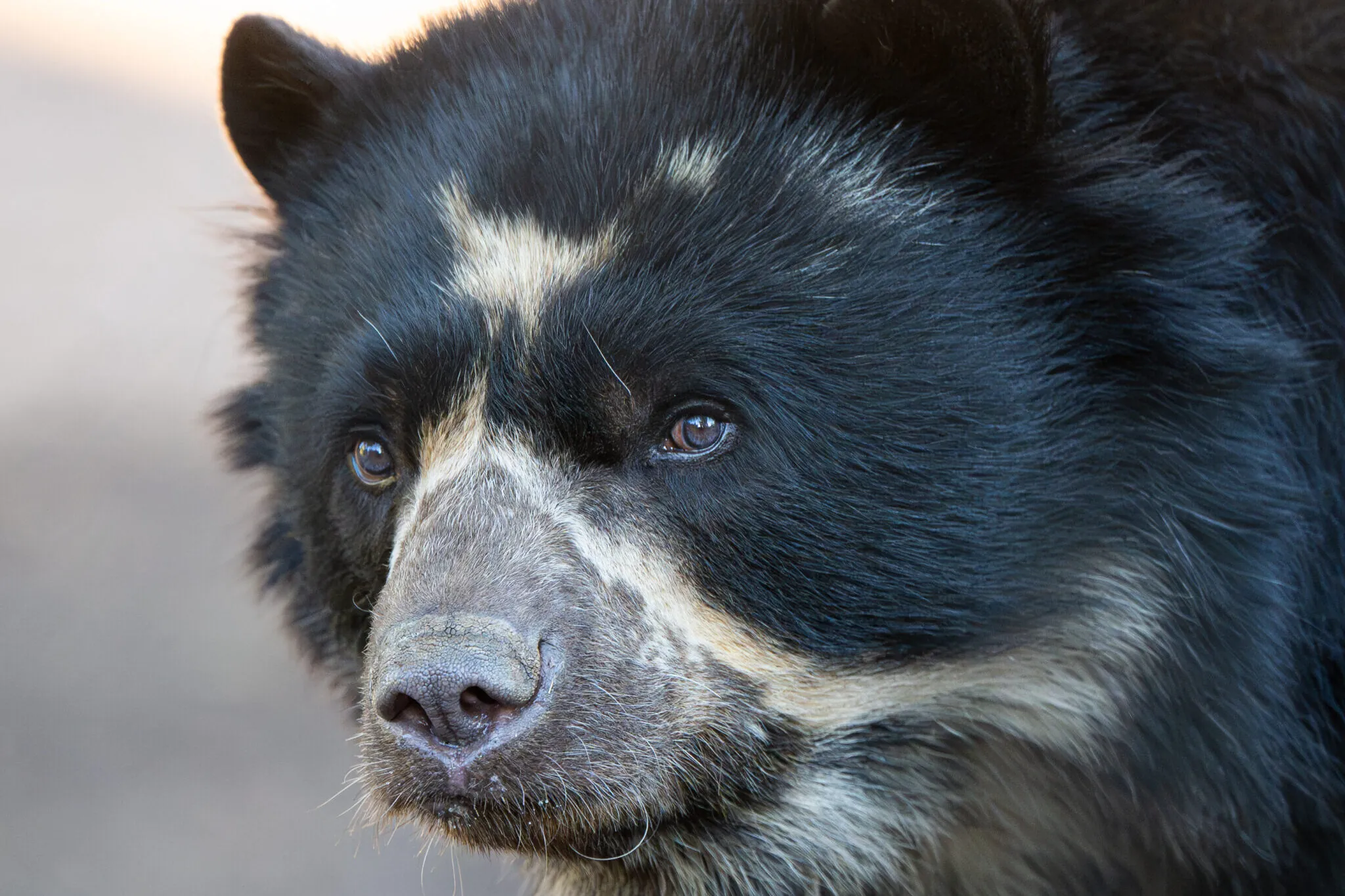 Learn About Andean Sun Bears | Phoenix Zoo
